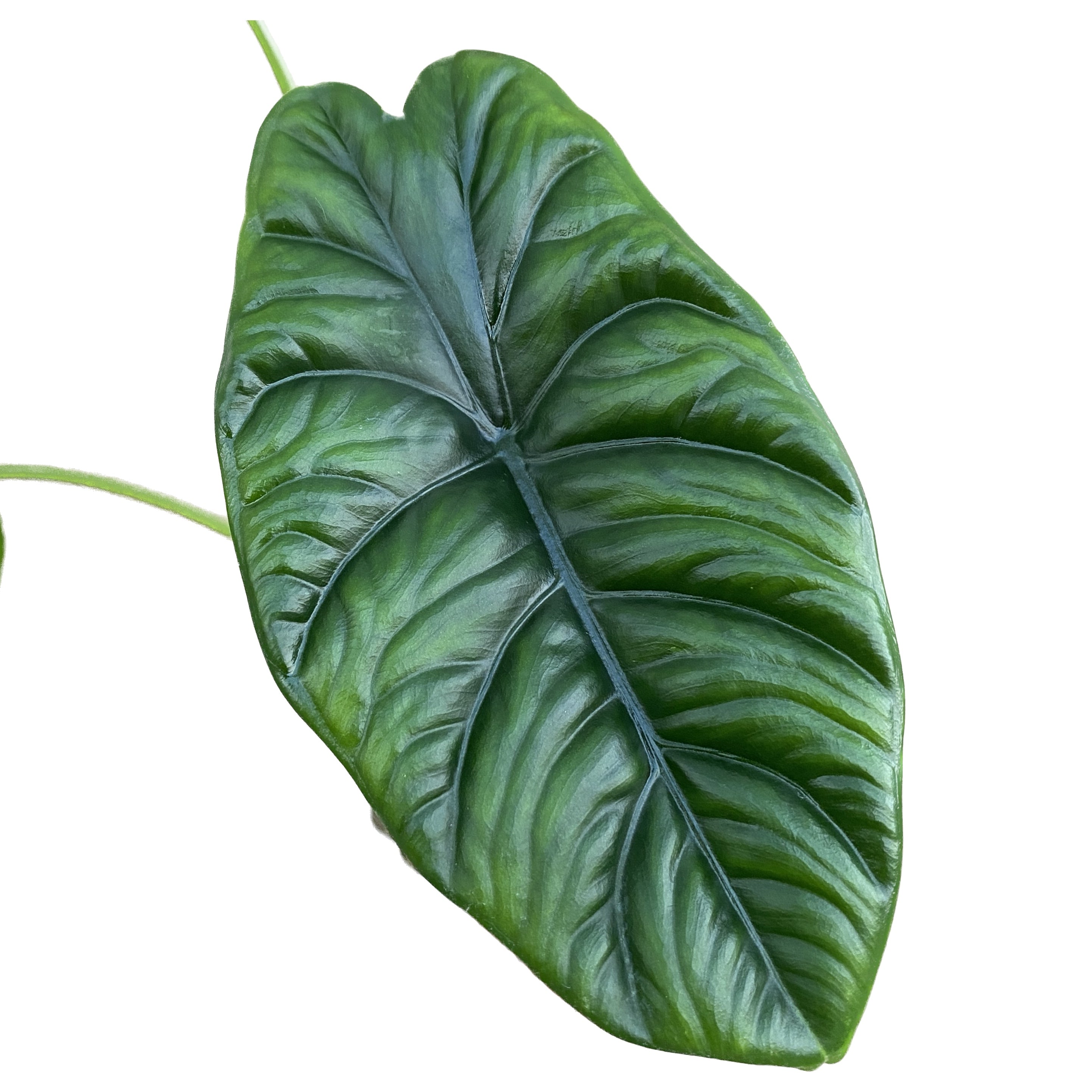 Alocasia puncakborneensis (Alocasia borneensis)