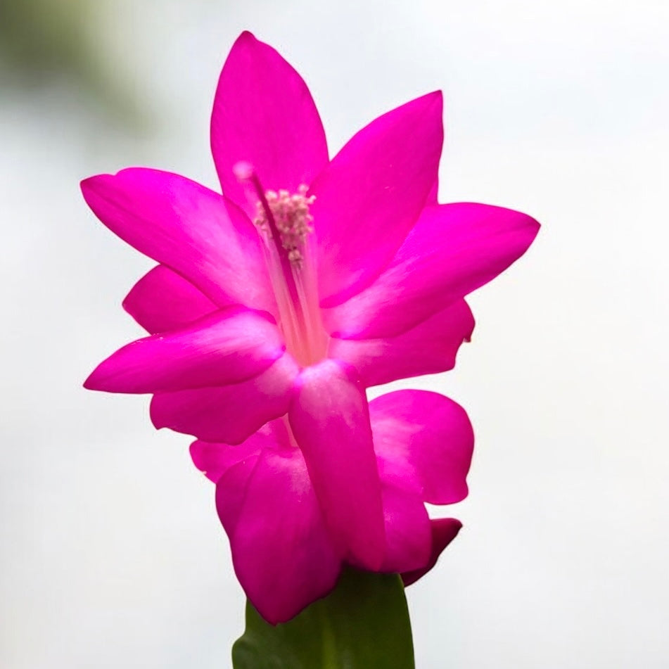 Schlumbergera ‘Thor Sharon’ (Craciunita fuchsia-ciclam) 2pp