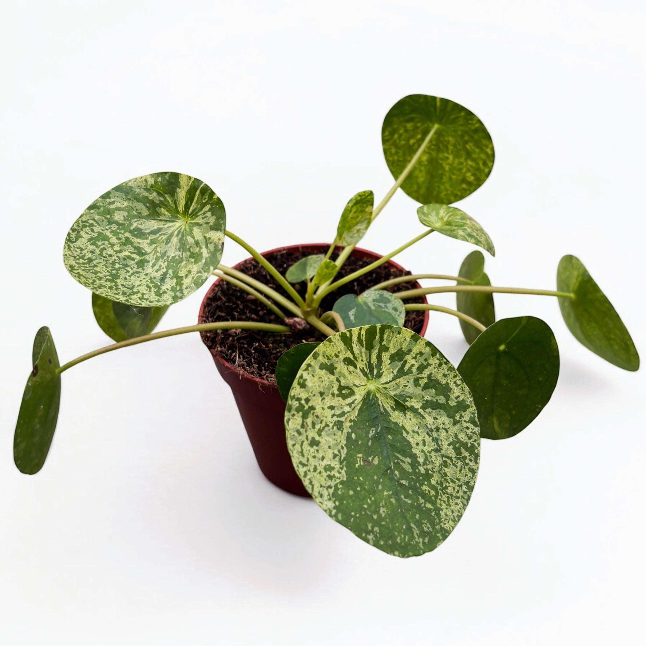 Pilea peperomioides 'Mojito’ - planta cu aspect exotic si frunzis variegat