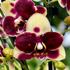 Phalaenopsis 'Catania'