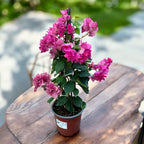 Bougainvillea ‘Mahara Beauty’ - De papierbloem met dubbele bloemen