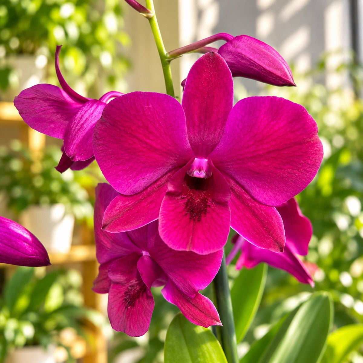 Dendrobium Ladda Red (Dendrobium Phalaenopsis)