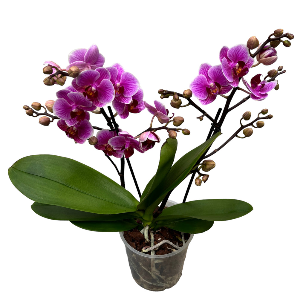 Phalaenopsis Éblouissante Diva