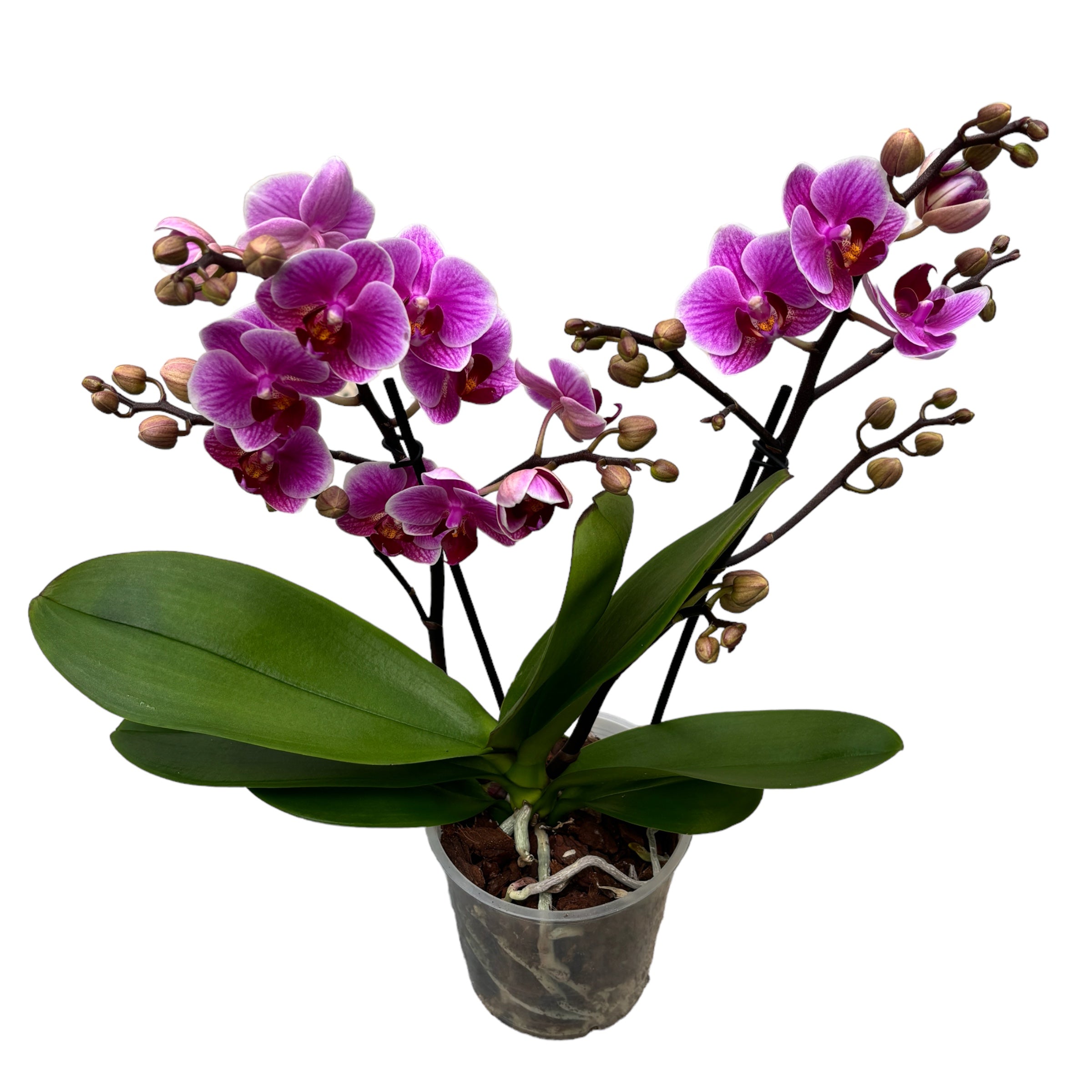 Phalaenopsis Diva Deslumbrante