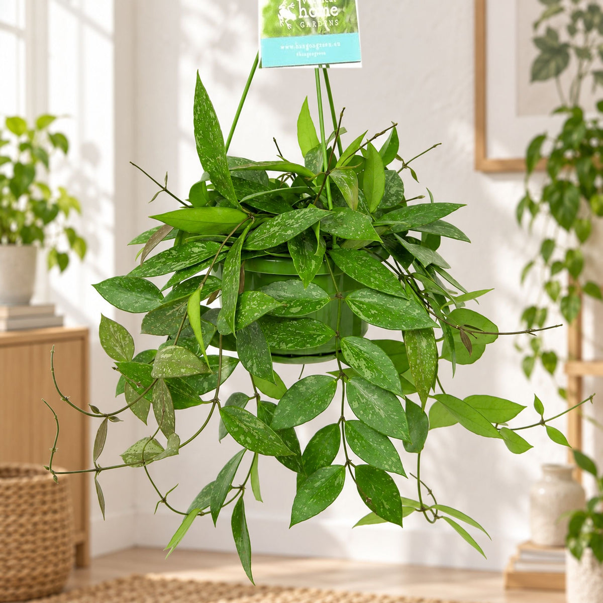 Hoya memoria D14 - XL specimens