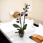 Phalaenopsis Black Jack