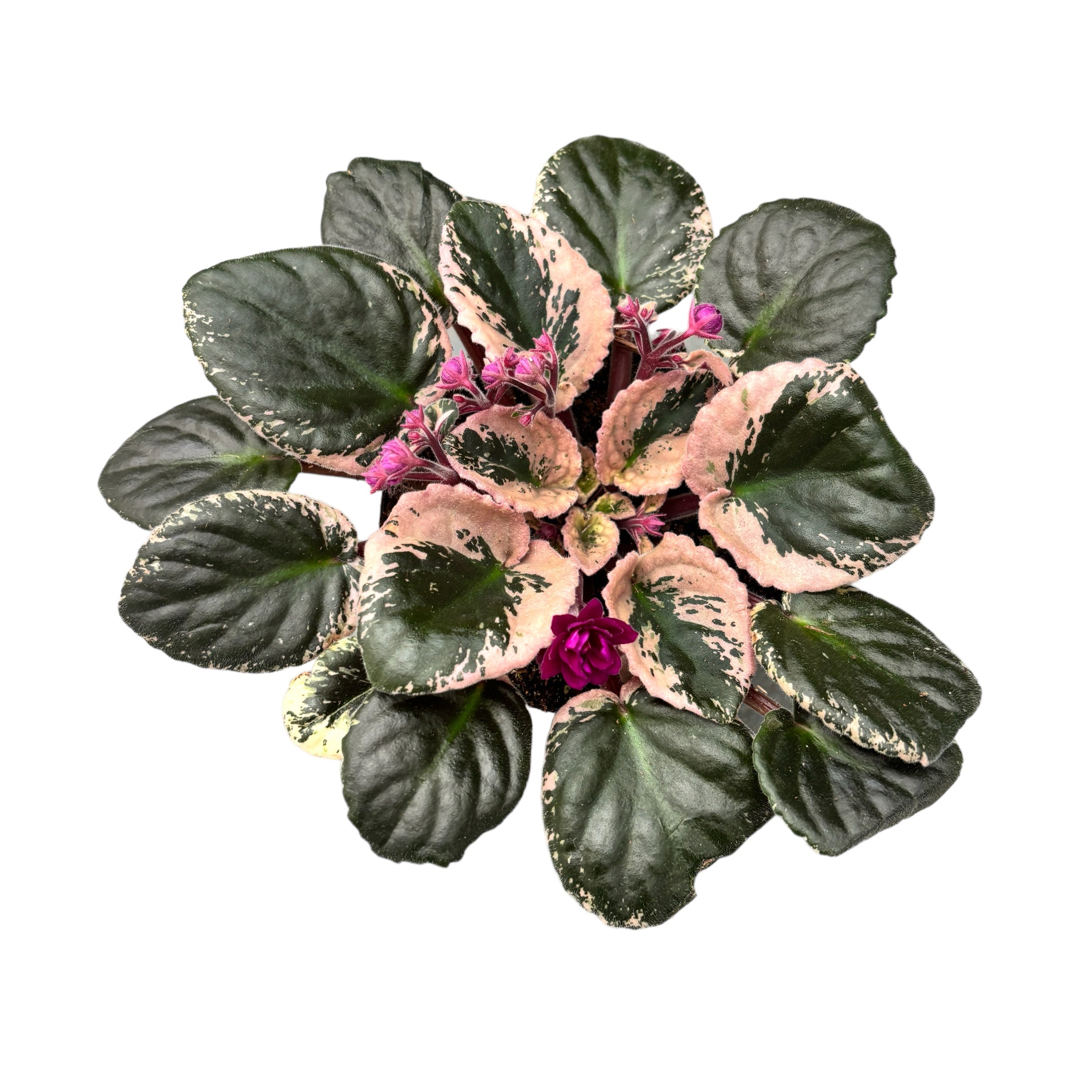 Saintpaulia Hovariagata - violete cu frunze variegate