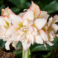 Amaryllis (Hippeastrum) ‘Kolibri Harlequin’ – varietate dubla, crem cu margini roz delicate