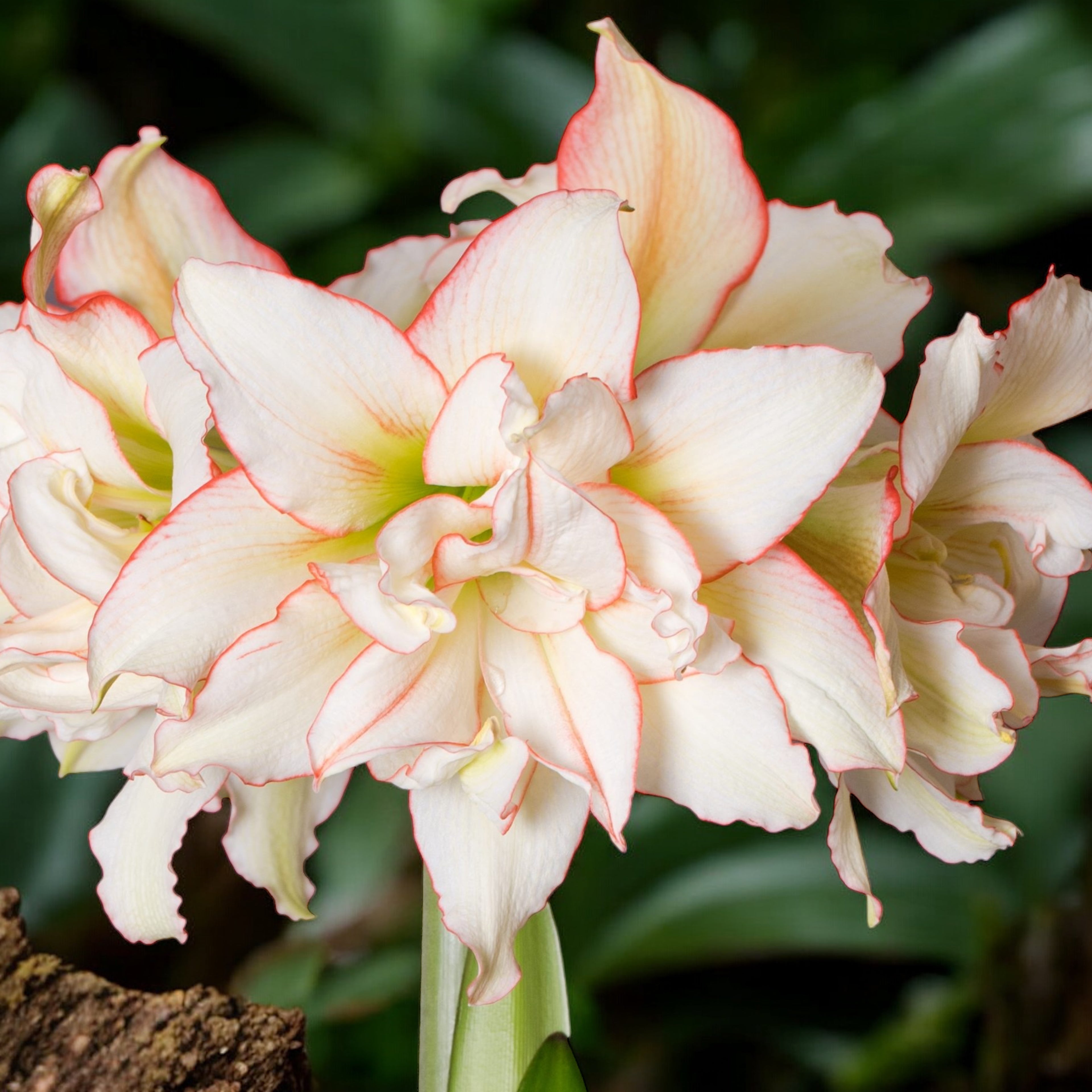 Amaryllis (Hippeastrum) ‘Kolibri Harlequin’ – varietate dubla, crem cu margini roz delicate