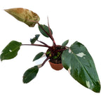 Philodendron 'Pink Princess' D12