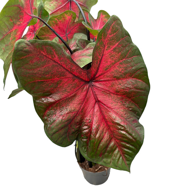 Caladium ‘Postman Joyner’