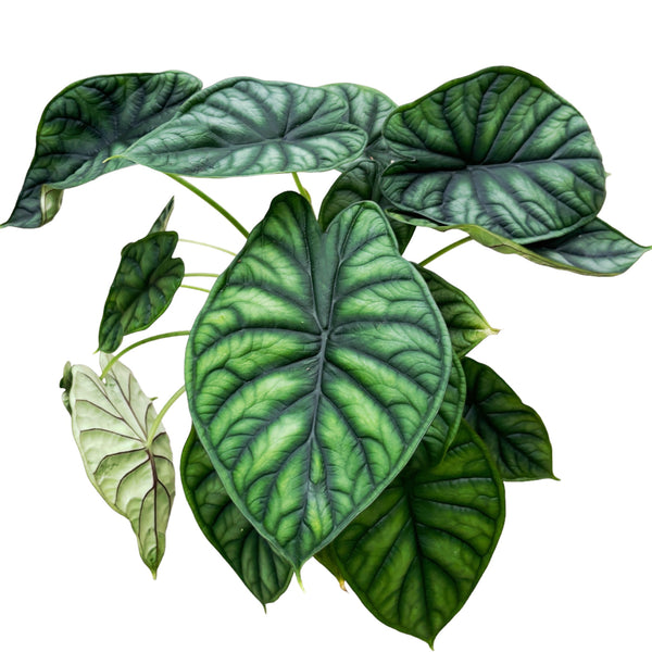 Alocasia baginda 'Drachenschuppen'-Strauch