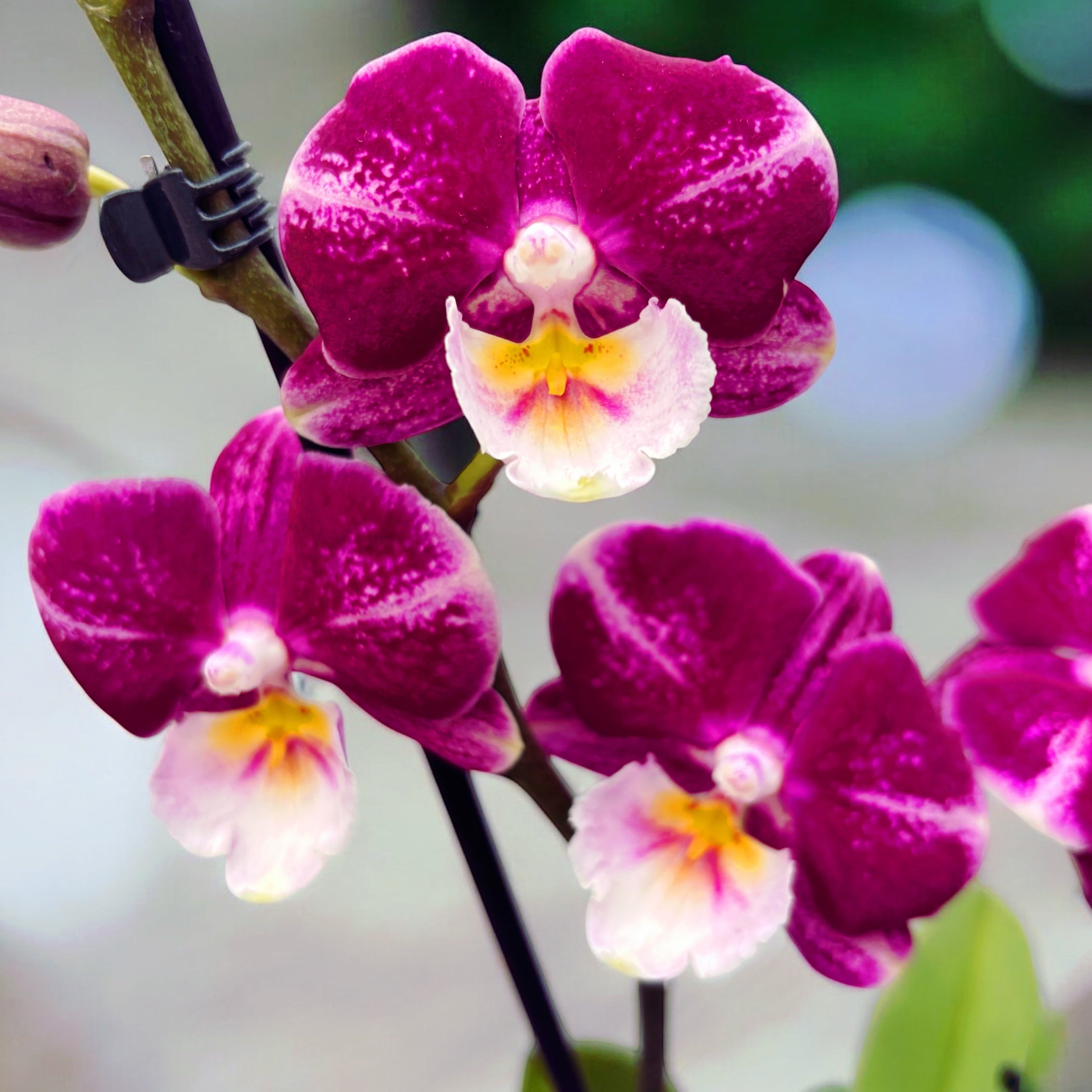 Phalaenopsis Johana grande lèvre