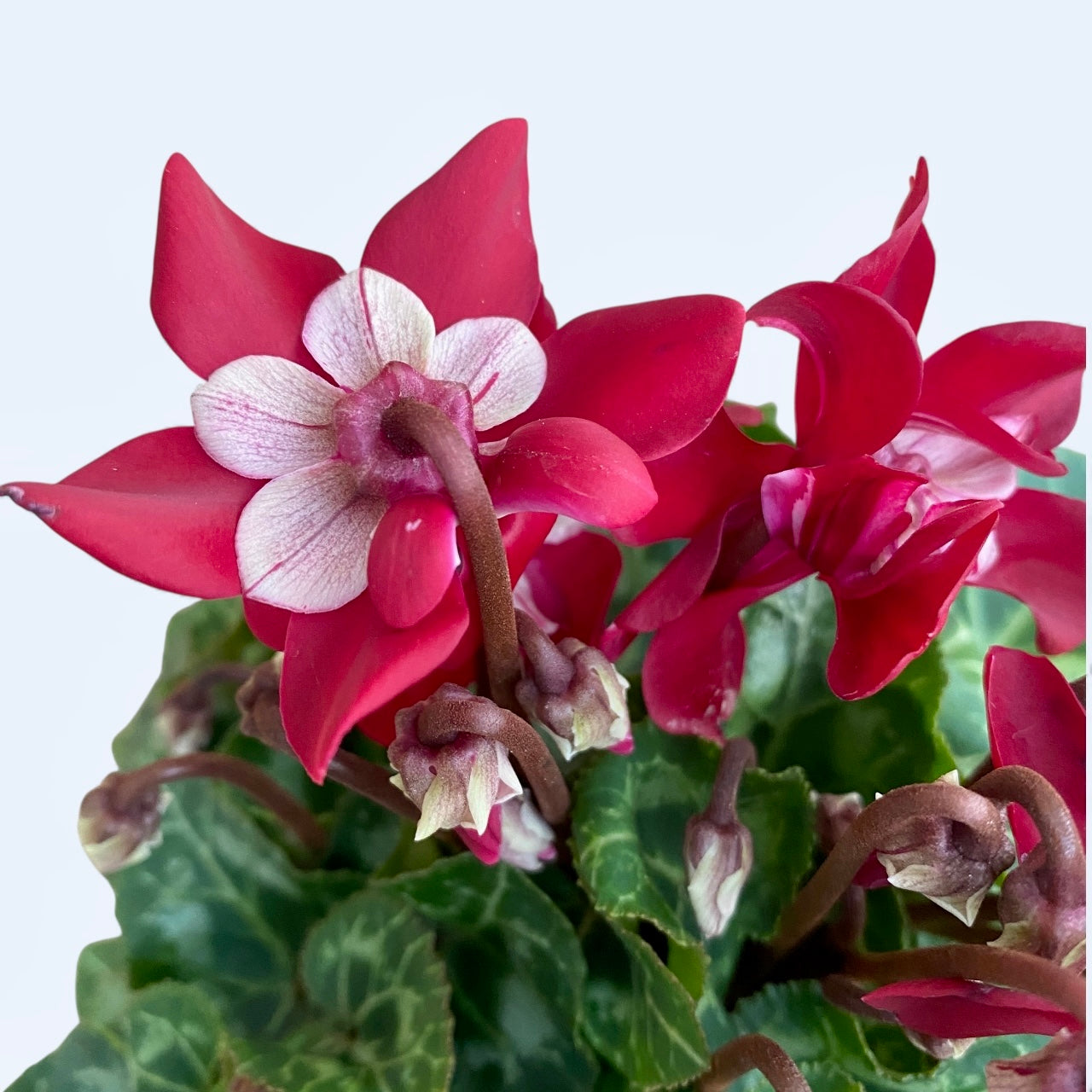 Cyclamen ‘Angels’ – vlnité, elegantní květy, ideální pro chladné období