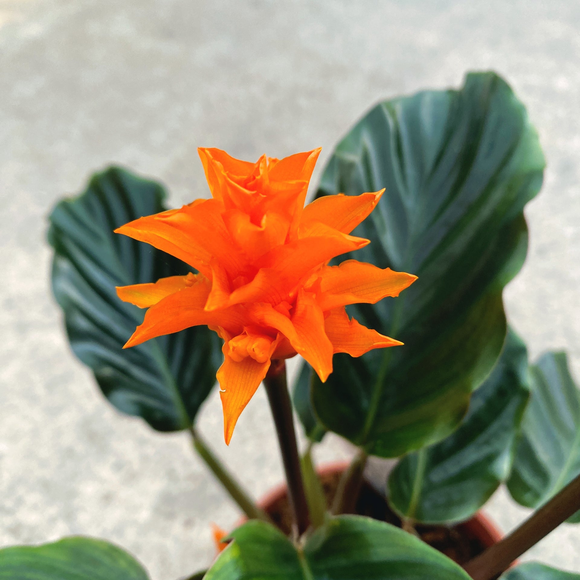 Calathea Crocata – Secret Garden Plant Shop