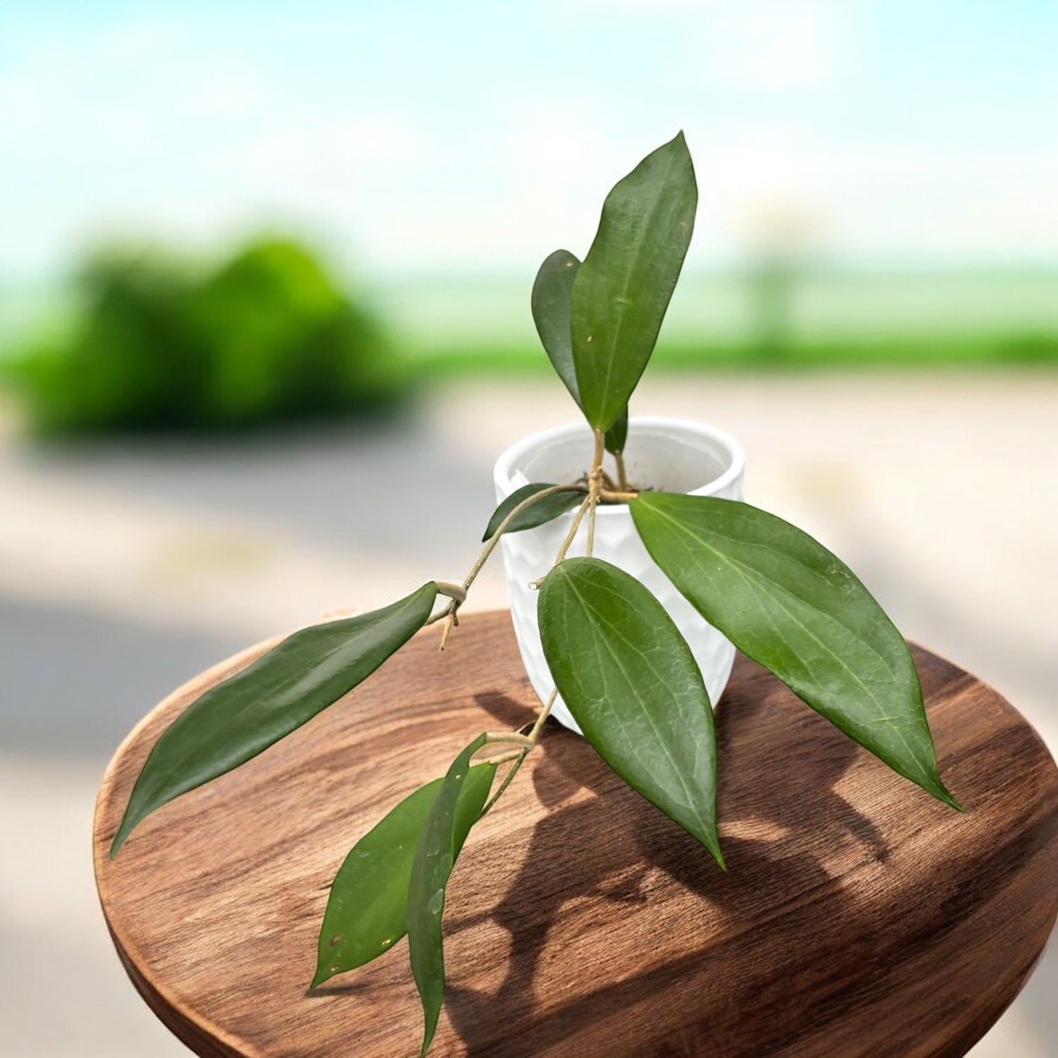 Hoya sp. UT-248 - flori parfumate