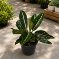 Aglaonema ‘Pink Moon’