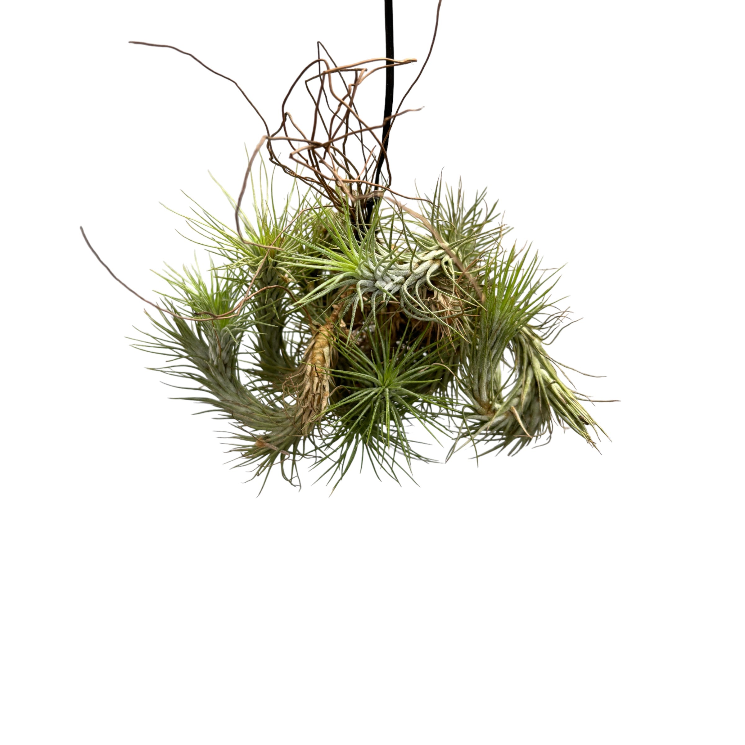 Tillandsia Funckiana clumps