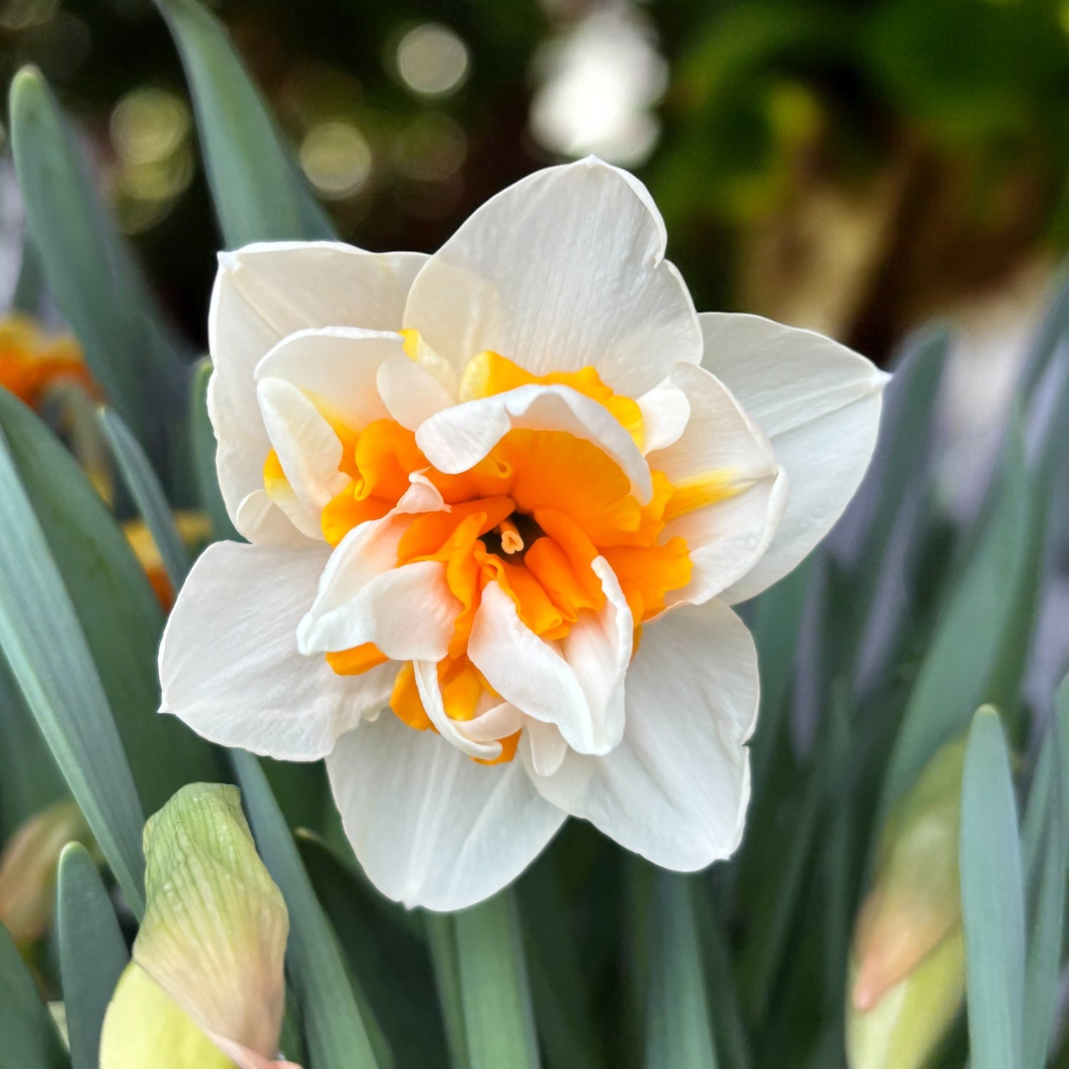 Bulbi narcise cu flori duble - Narcissus Peach Swirl – Secret