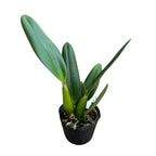 Cattleya Chian-Tzy Guiding 'Chian-Tzy Red Top' - parfumata