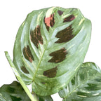 Maranta Leuconeura var. kerchoveana 'Variegata' (Maranta ‘Beauty Kim’, Fiesta) 2pp