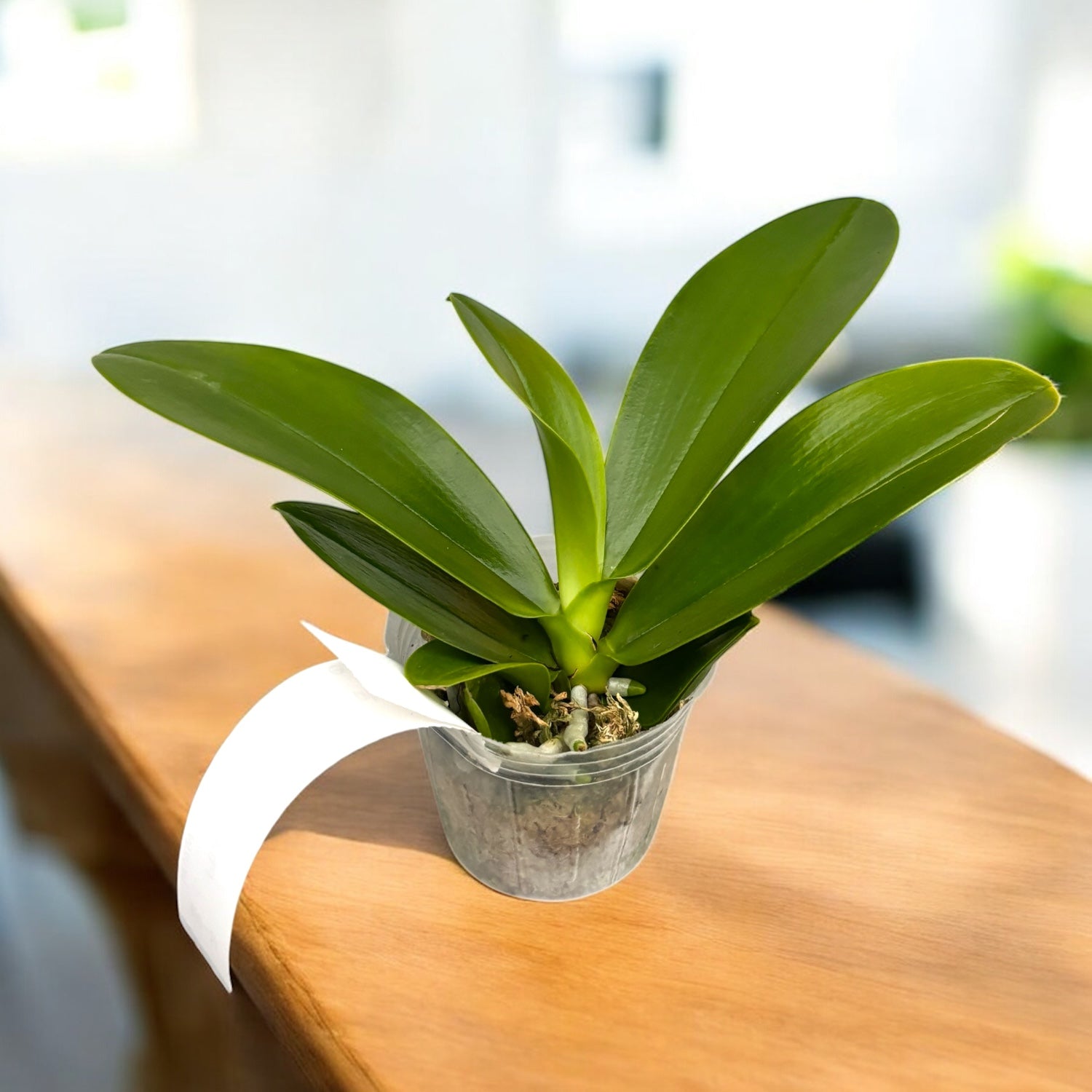 Phalaenopsis hieroglyphica *parfumata