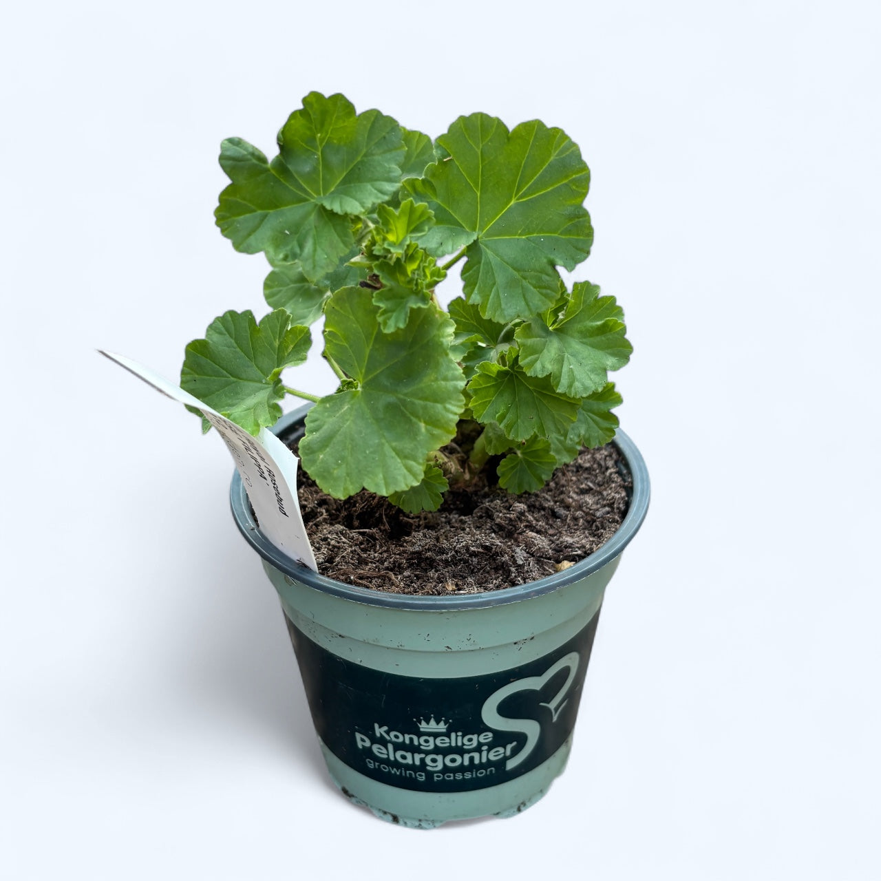 Muscata trandafir - Pelargonium Royal Rosebud 'Prinsesse Filippa'