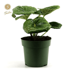 Farfugium japonicum 'Giganteum' (Green Giant, Giant Leopard)