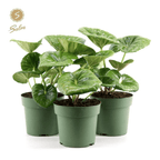 Farfugium japonicum 'Giganteum' (Green Giant, Giant Leopard)