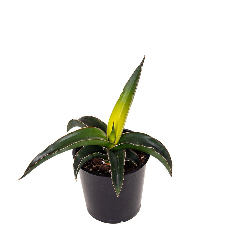 Sansevieria ‘Star Canary’