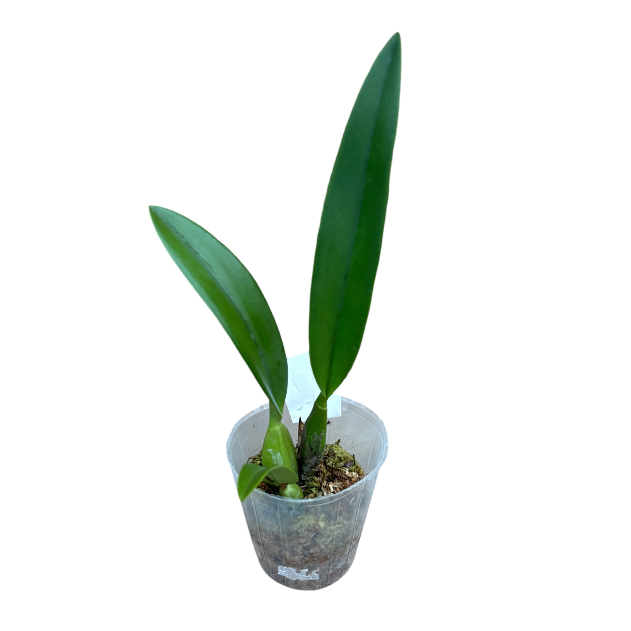 Lc. Santa Barbara Sunset 'ShowTime' HCC/AOS parfumata