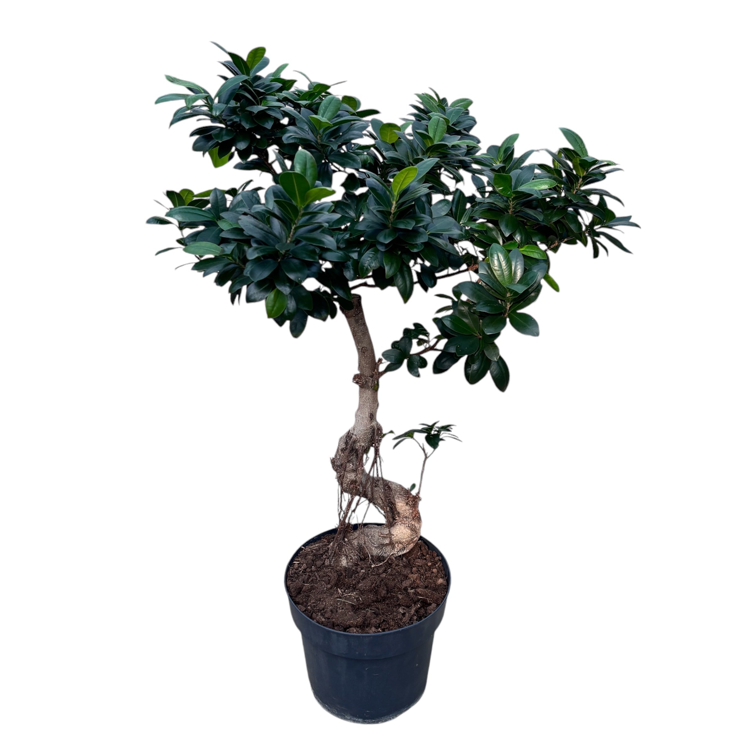 Bonsai Ginseng in forma S H85