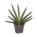 Sansevieria cylindrica 'Tiara Dino Green'