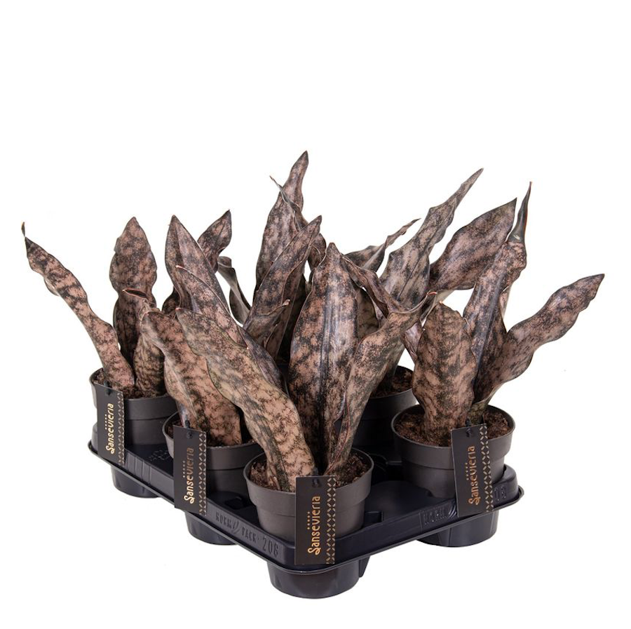 Sansevieria 'Star Canyon Granite'