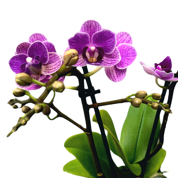 Phalaenopsis Violet Queen D9