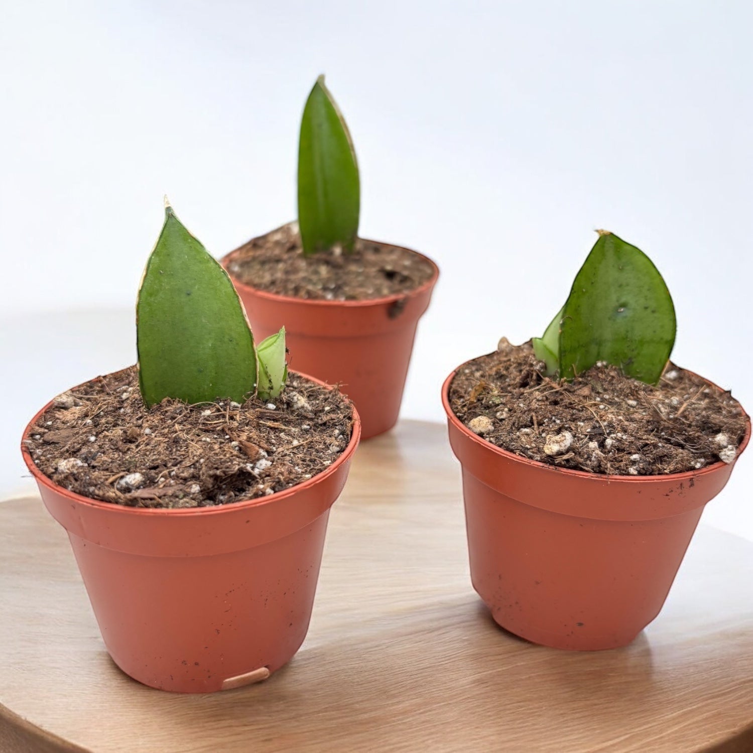 Sansevieria 'Manee Thawee'