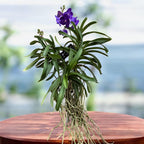 Vanda Tweed Blue XXL 5p (Ansu)