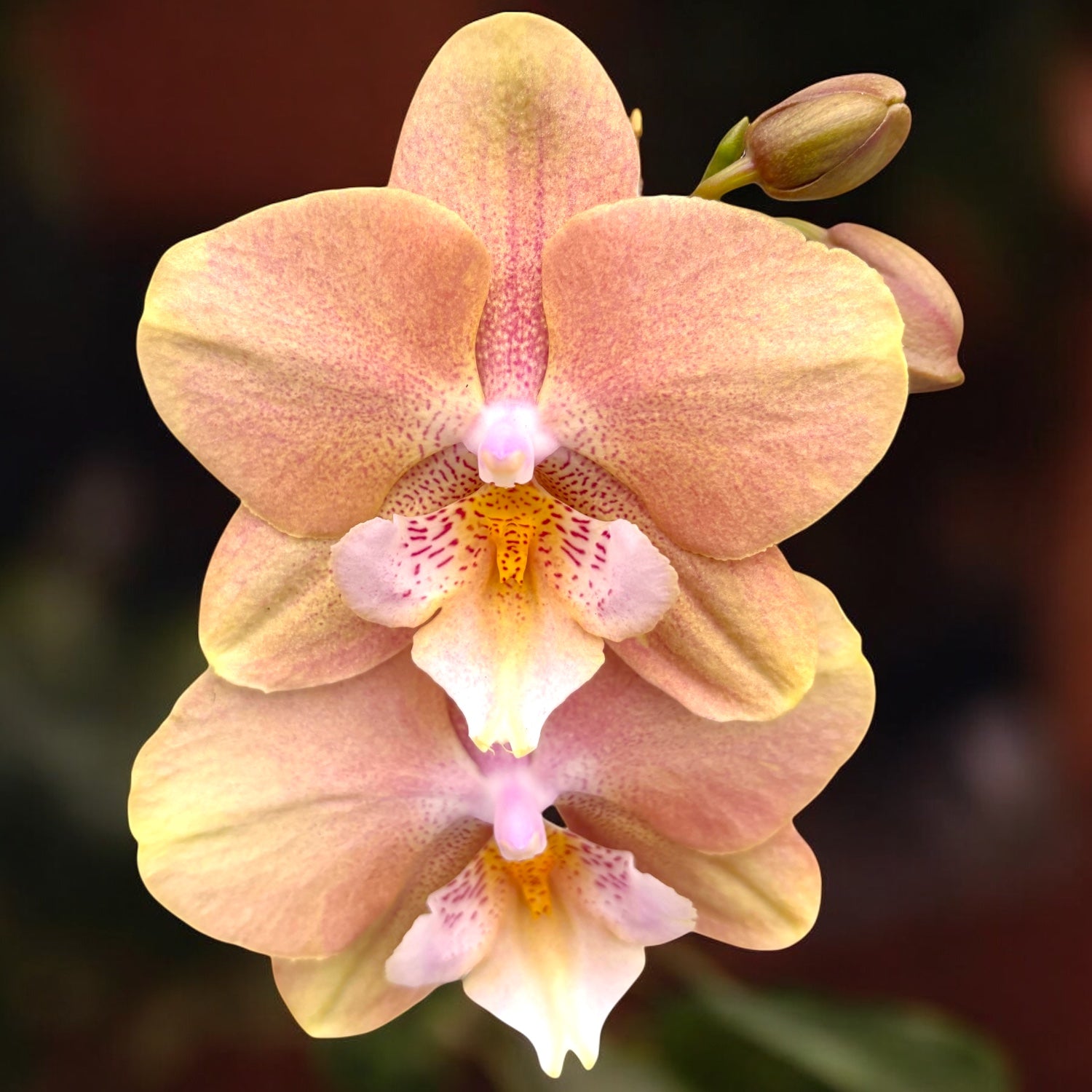 Phalaenopsis Younghome Walle - big lip