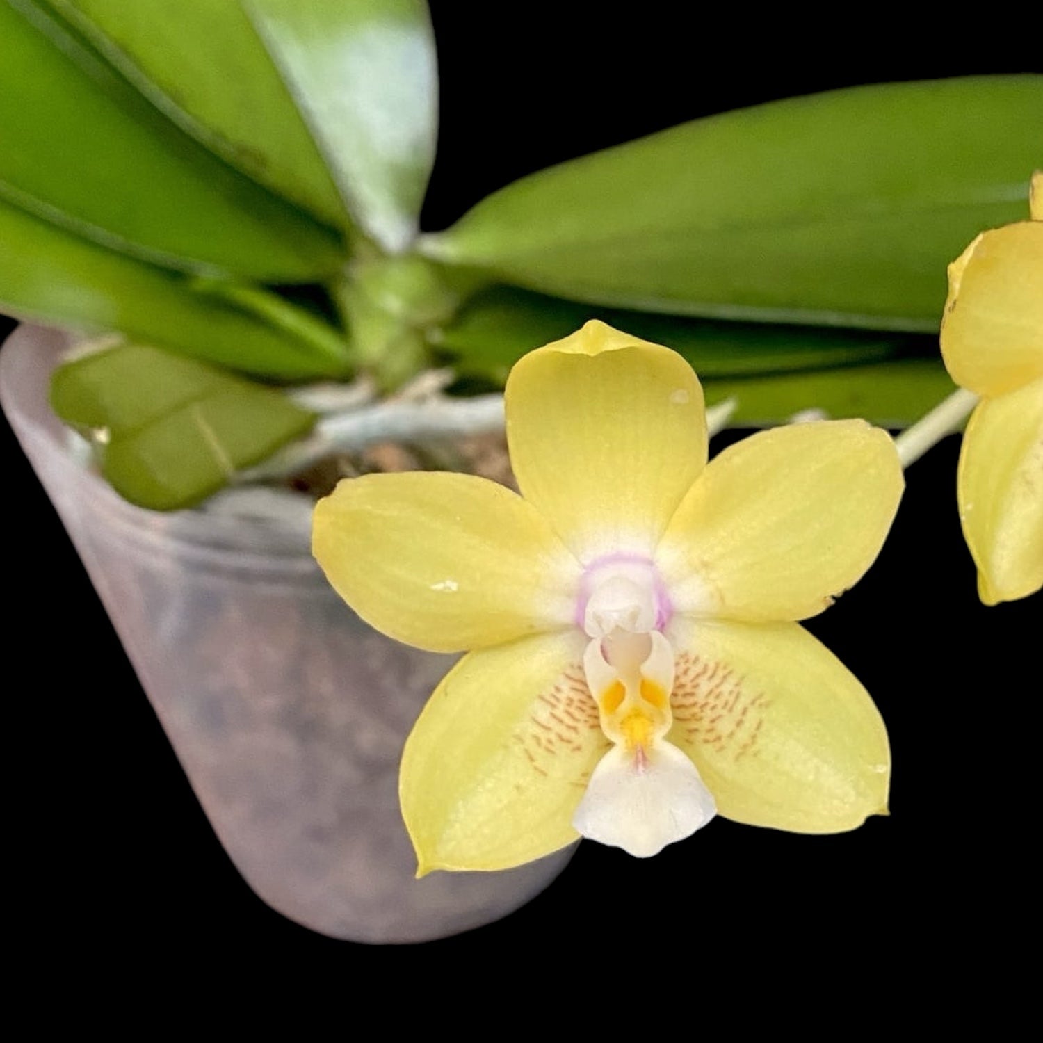 Phalaenopsis Chiada Sherry - flori parfumate
