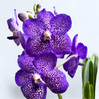 Vanda Violet Blue Spot (Ansu)
