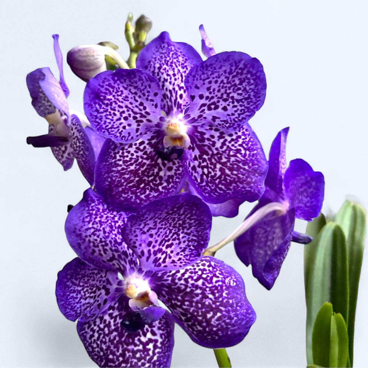 Vanda Violet Blue Spot (Ansu)