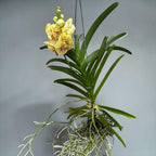Vanda Sunanda Yellow Henna (ANSU)