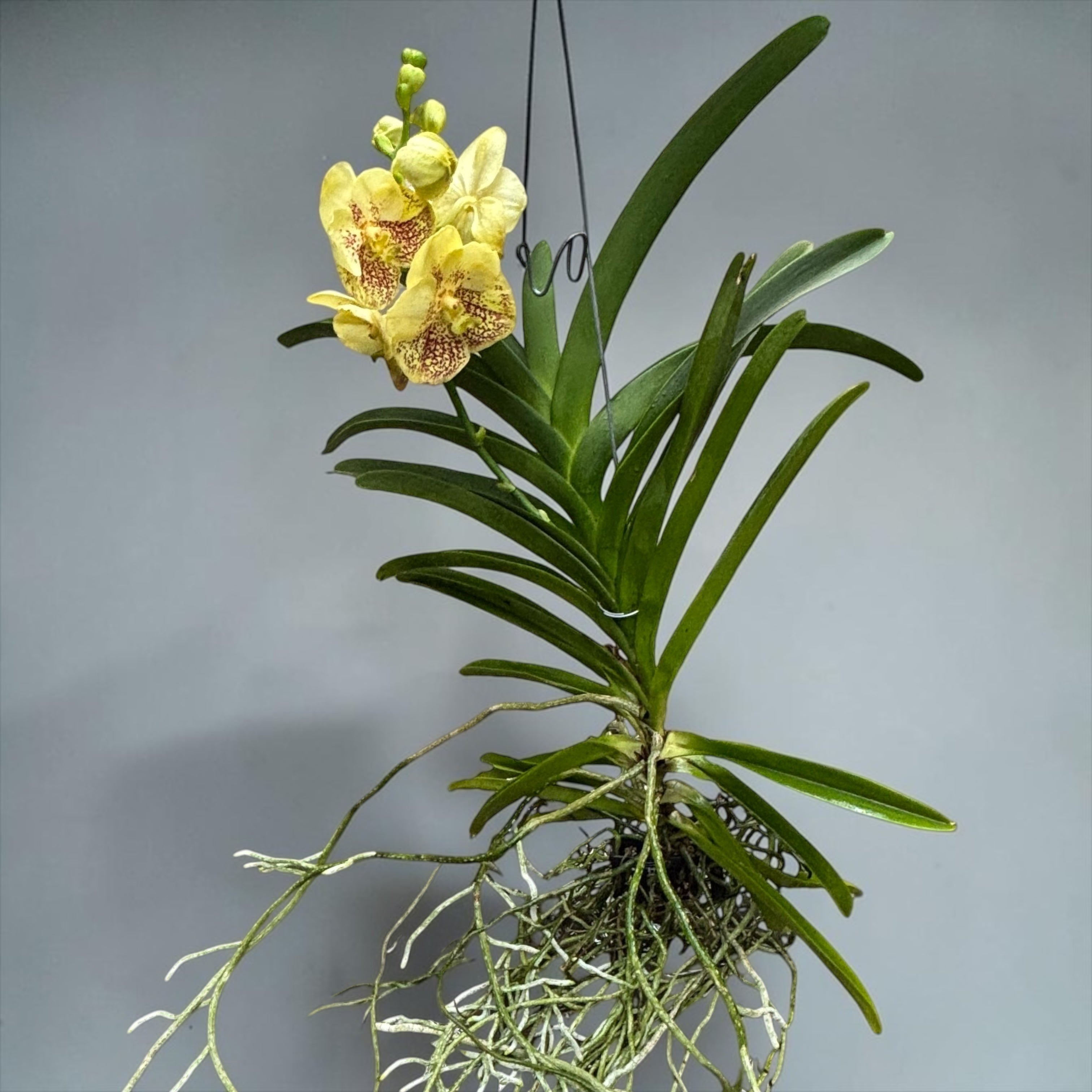 Vanda Sunanda Yellow Henna (ANSU)