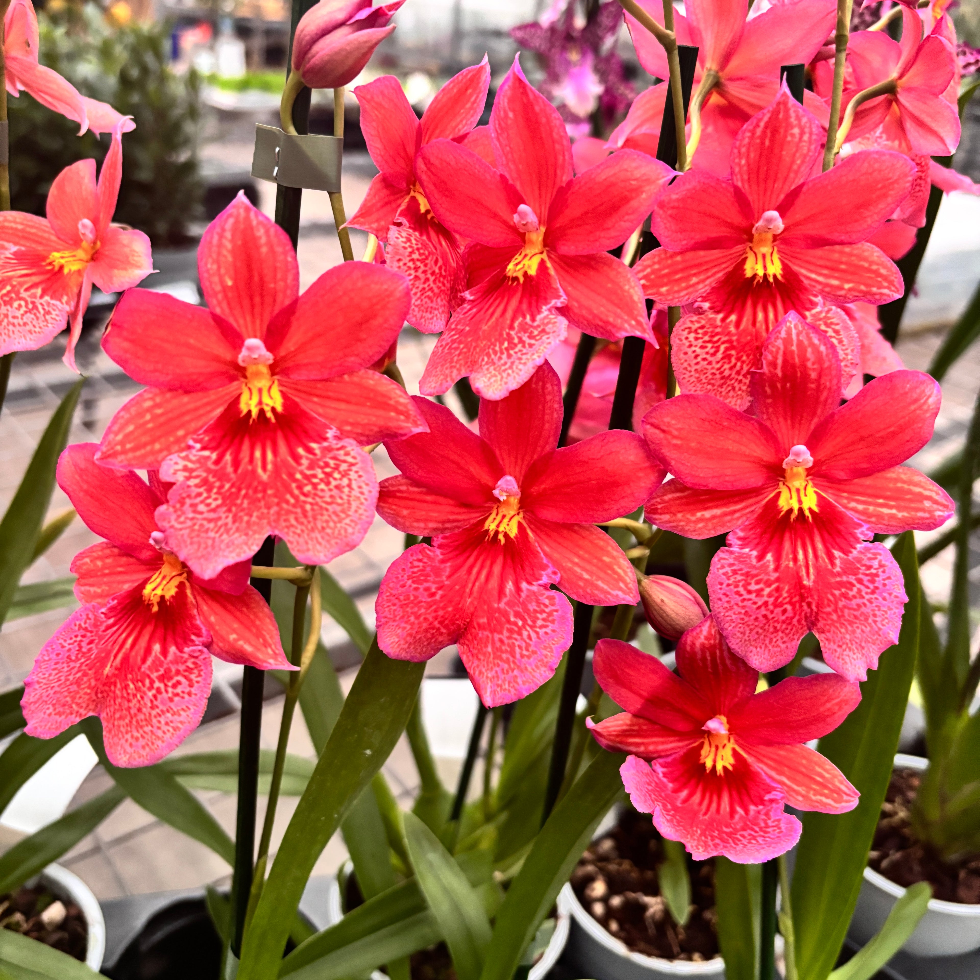 Orhidee portocalie - Burrageara Nelly Isler Orange (flori intens parfumate)