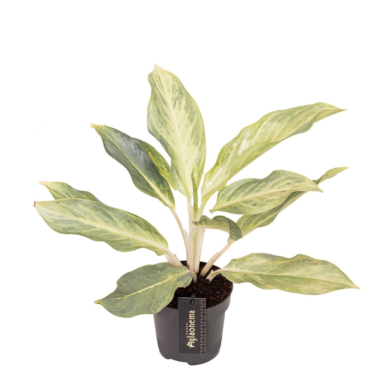 Aglaonema ‘Aqua Green’