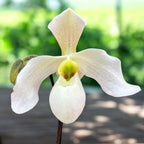Paphiopedilum Deperle (sequential/multiflower)