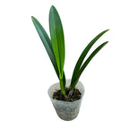 Brassocattleya Yu Toung Star parfumata