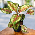Aglaonema ‘Carnival Queen’ - trópusi színrobbanás, XL változat