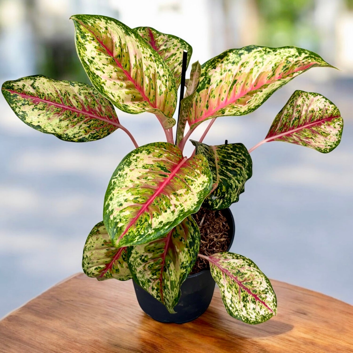 Aglaonema ‘Carnival Queen’ - explozie tropicala de culoare, varianta XL