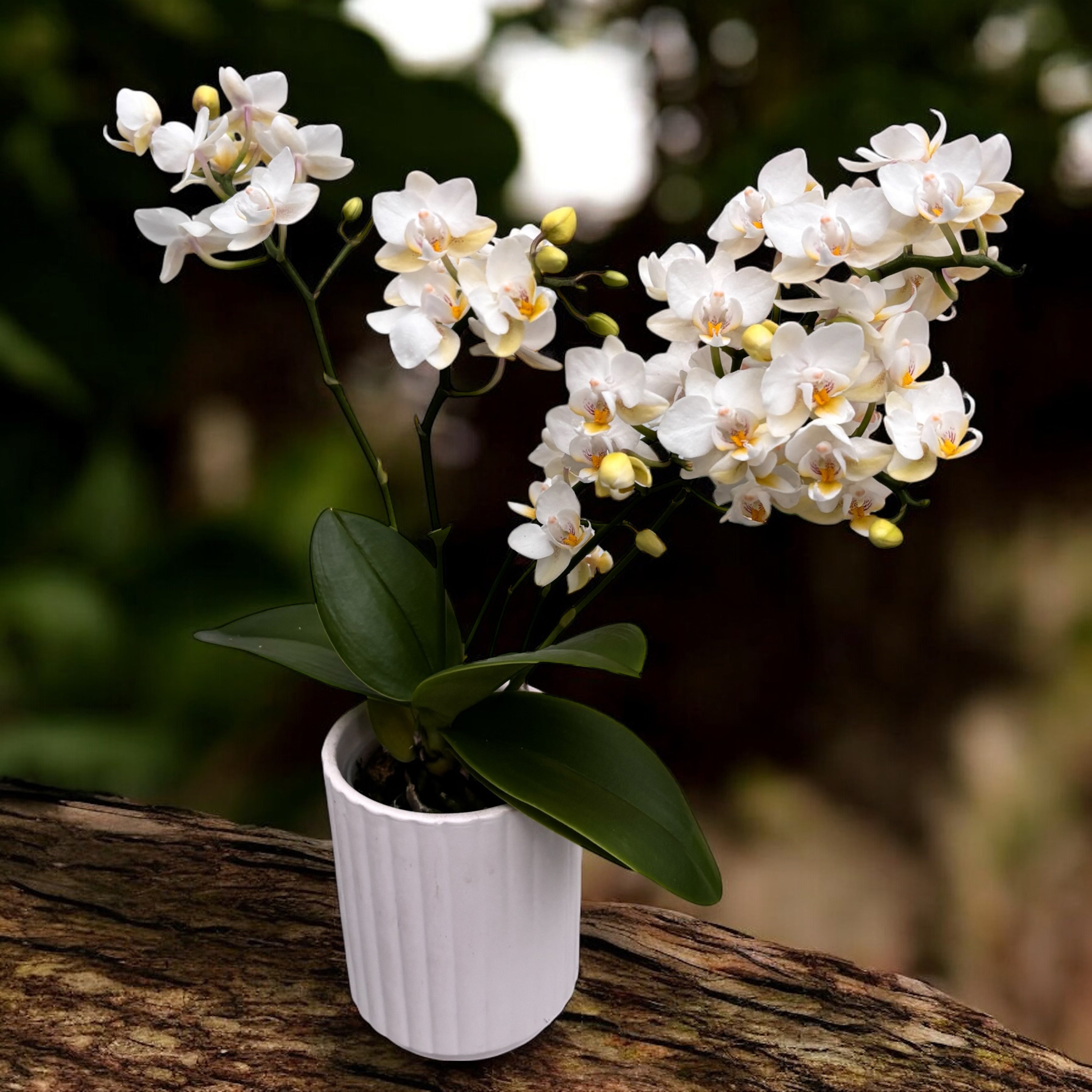 Phalaenopsis Soft Cloud (Wild) D7